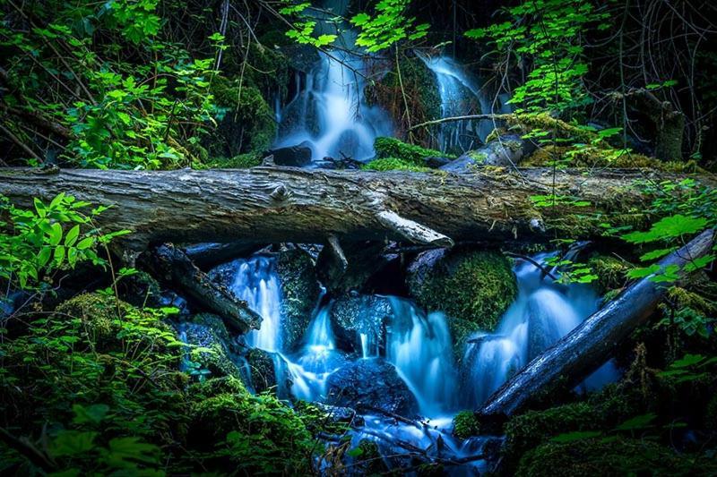 موتيل Shady Cove مابل ليف موتل المظهر الخارجي الصورة